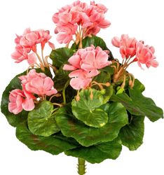 Kunstblume Minigeranie Geranie, Creativ green, Höhe günstig online kaufen