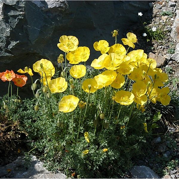 Alpen-Mohn - Papaver alpinum günstig online kaufen