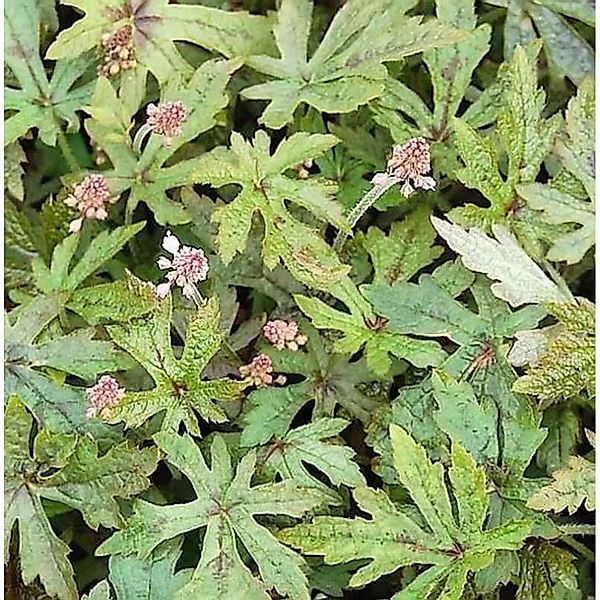 Zipfelblättrige Garten Schaumblüte Arpegio - Tiarella,aciniata günstig online kaufen