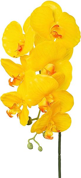 Kunstorchidee Orchidee Phalaenopsis Orchidee, Creativ green, günstig online kaufen