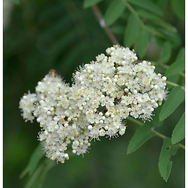 Mährische Eberesche 100-125cm - Sorbus aucuparia günstig online kaufen