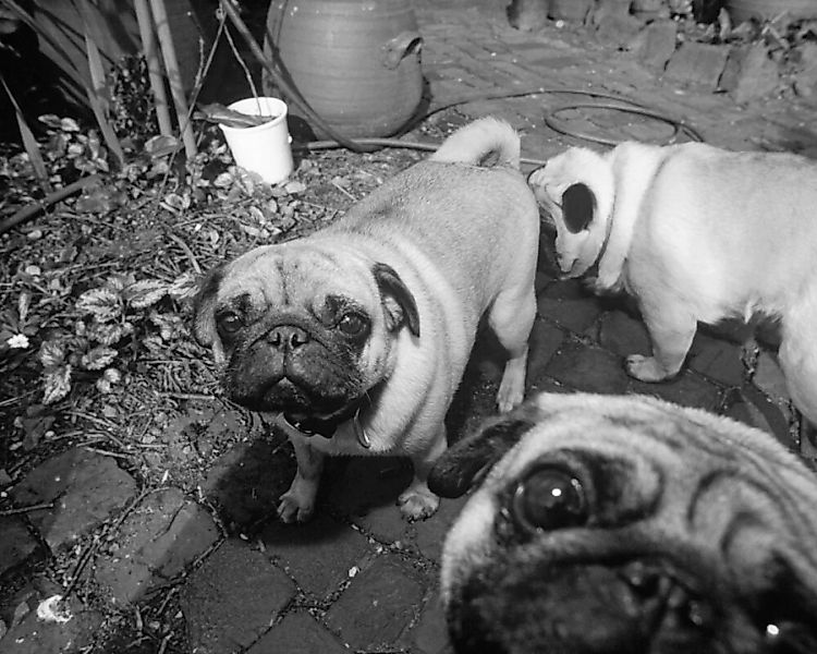 Fototapete "Hundebabys" 4,00x2,50 m / Glattvlies Perlmutt günstig online kaufen