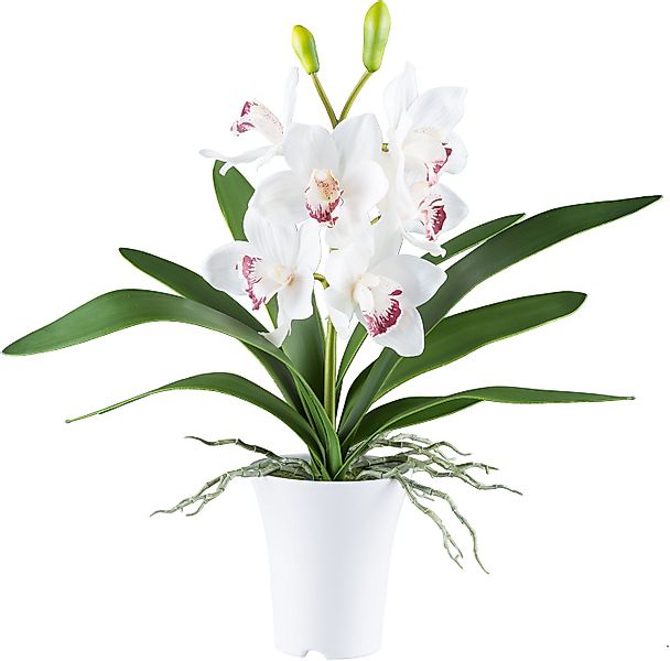 Kunstorchidee Orchidee Cymbidie, Creativ green, Höhe 53 cm, mit real-touch- günstig online kaufen