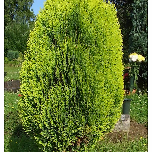 Lebensbaum Totem Smaragd 30-40cm - Thuja occidentalis günstig online kaufen