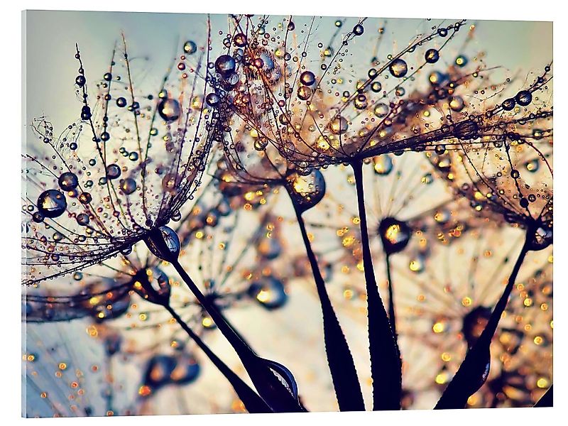 Posterlounge Acrylglasbild Julia Delgado, Pusteblume Farbe, günstig online kaufen