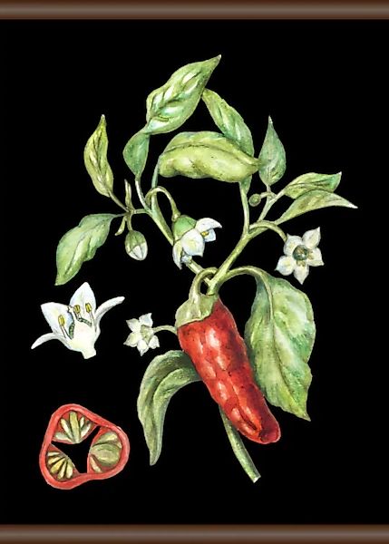 queence Leinwandbild "Chili", 50x70 cm günstig online kaufen