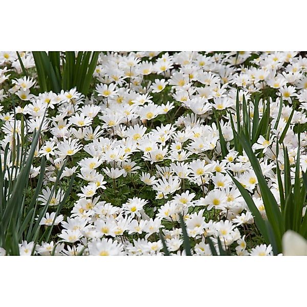 Anemone Blanda White Splendour Balkan Windröschen Ca. 9x9 cm Topf günstig online kaufen