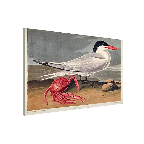 Magnettafel Tiere - Querformat 3:2 Vintage Lehrtafel Brandseeschwalbe günstig online kaufen