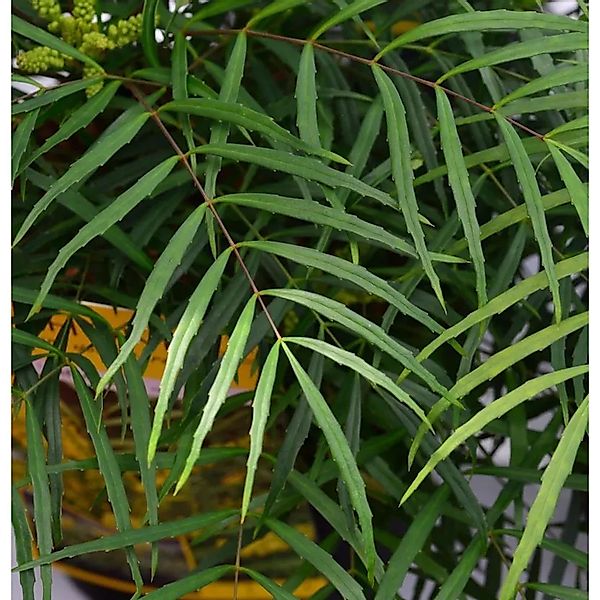 Chinesische Mahonie Soft Caress 25-30cm - Mahonia eurybracteata günstig online kaufen