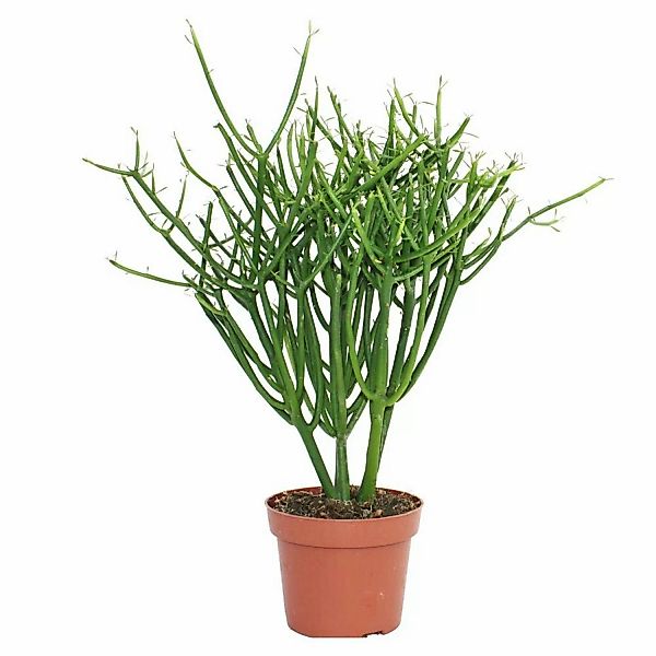 Exotenherz Euphorbia Tirucalli Bleistiftkaktus Grosse Pflanze im 12cm Topf günstig online kaufen