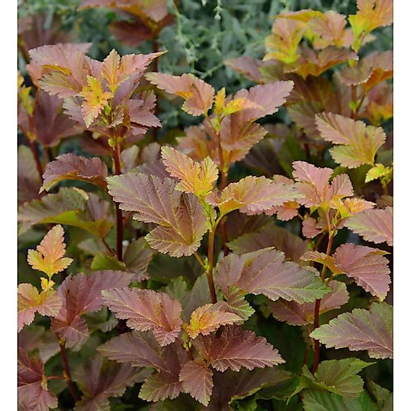 Fasanenspiere Magical Sweet Cherry Tea 80-100cm - Physocarpus opulifolius günstig online kaufen