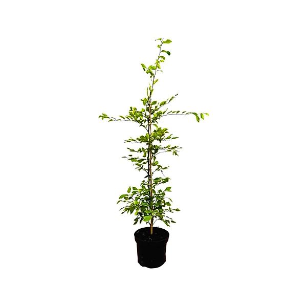 Carpinus betulus 60-100 cm 3 Liter Topf günstig online kaufen
