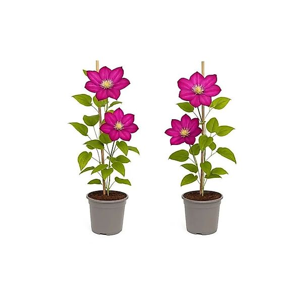 Exotenherz Kletterpflanzen Clematis Ville De Lyon 2er Set 11cm Topf günstig online kaufen