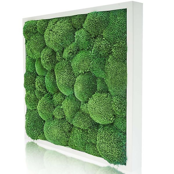naturewalls Bild Moosbild Kugelmoos - Pflanzenbild günstig online kaufen