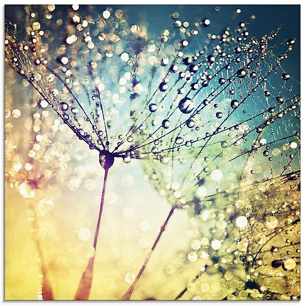 Artland Glasbild Pusteblume Zaubertropfen, Blumen (1 günstig online kaufen