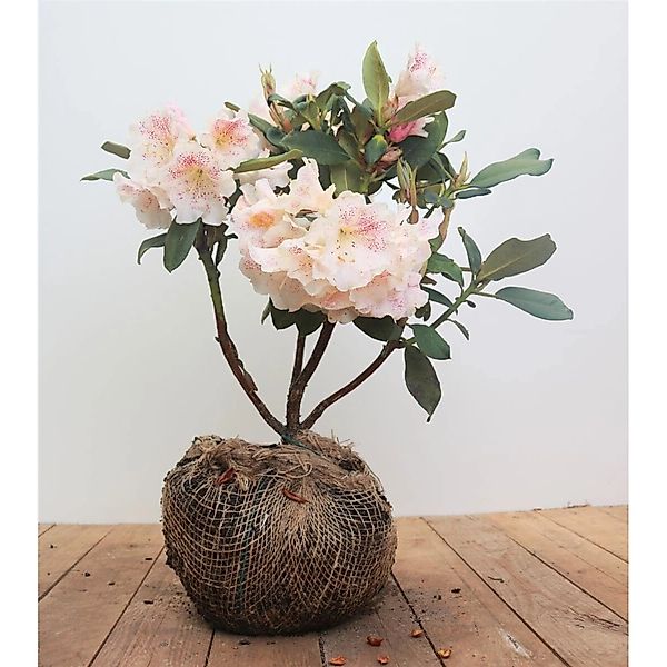 Rhododendron Hybr. Prinses Maxima Rosa Blüten 40–50 cm günstig online kaufen