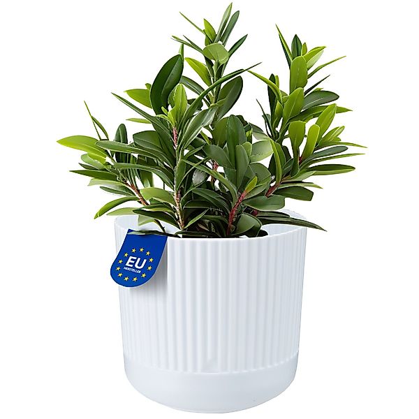 KONZEPT Blumentopf mit Untersetzer, 16 cm günstig online kaufen