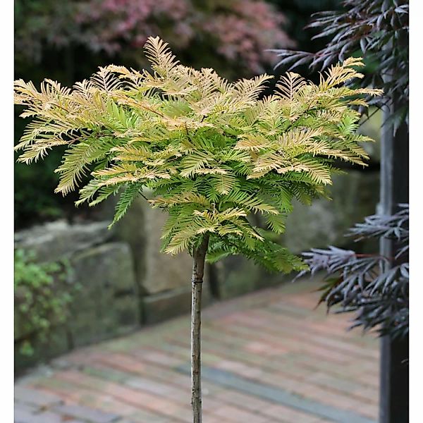 Hochstamm Kugel Urweltmammutbaum Matthaie 100-125cm - Metasequoia glyptostr günstig online kaufen