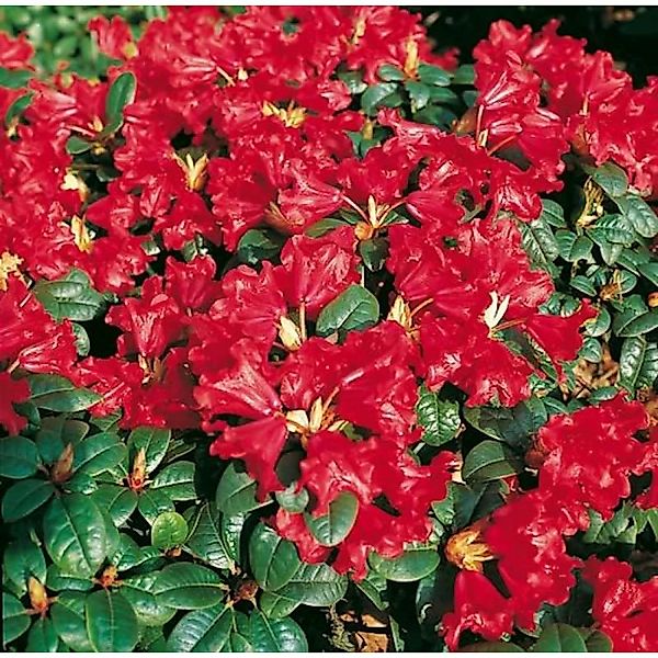 Zwerg Rhododendron Scarlet Wonder 30-40cm - Rhododendron repens - Zwerg Alp günstig online kaufen