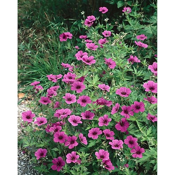 Geranium Psilostemon Armenischer Storchschnabel 2-3 Liter Container günstig online kaufen