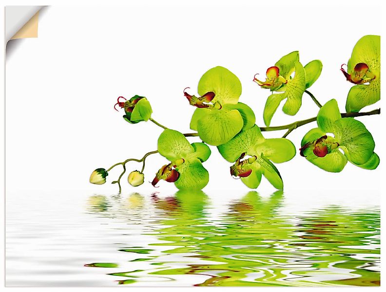 Artland Wandbild "Schöne Orchidee mit grünem Hintergrund", Blumen, (1 St.), günstig online kaufen