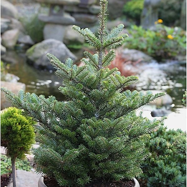 Koreatanne Molli 60-70cm - Abies koreana günstig online kaufen