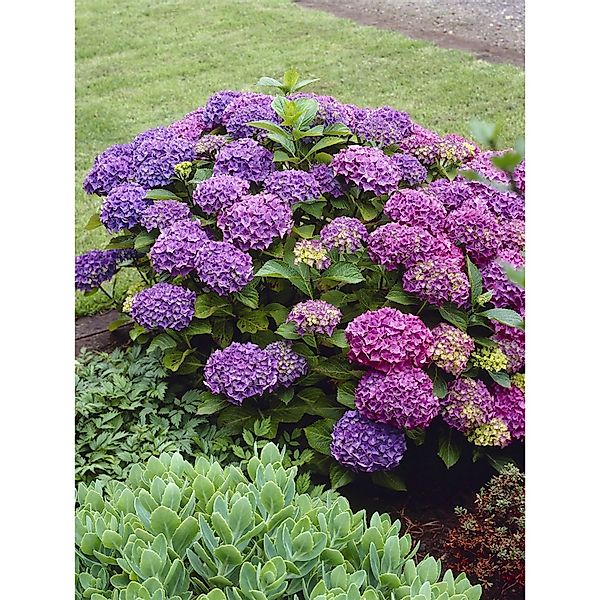 Bauernhortensie Deep Purple Dance Höhe ca. 50 - 60 cm Topf ca. 5 l Hydrange günstig online kaufen