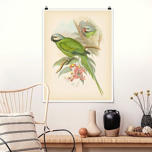 Poster Vintage Illustration Tropische Vögel II günstig online kaufen