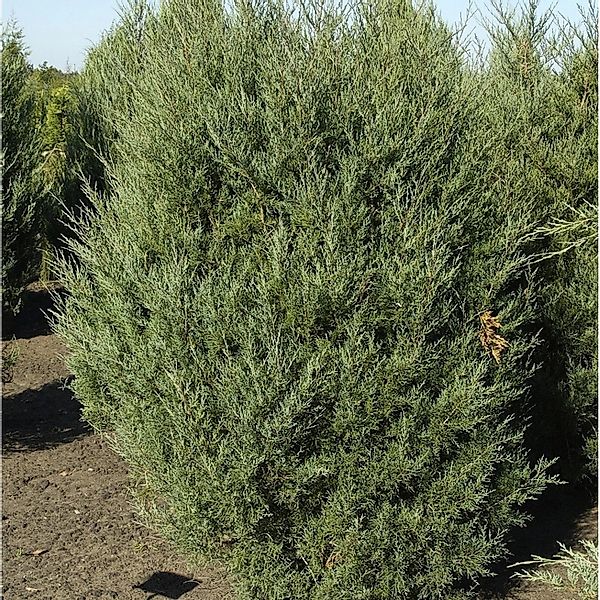 Virginischer Wacholder Burkii 100-125cm - Juniperus virginiana günstig online kaufen