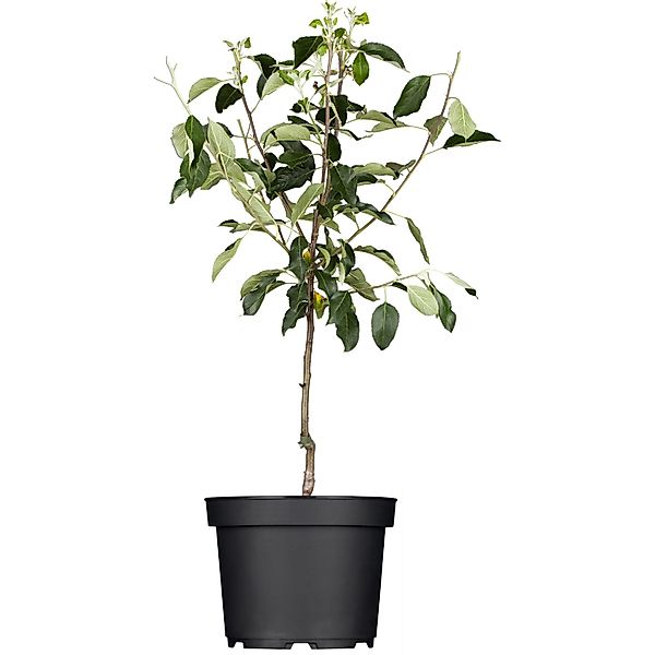 GROW by OBI Bio Winterapfel Gloster Rot Höhe ca. 120 - 140 cm Topf ca. 7, günstig online kaufen