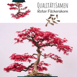 HappySeed Blumensamen Außergewöhnliche Bonsai Samen mit günstig online kaufen