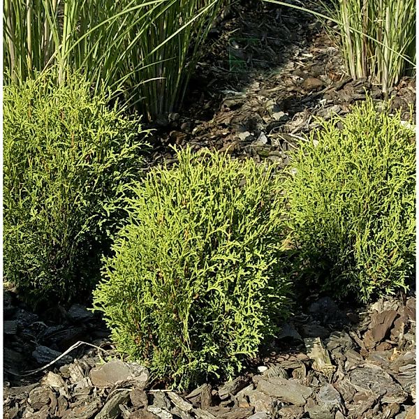 Lebensbaum Tiny Tim 20-25cm - Thuja occidentalis günstig online kaufen