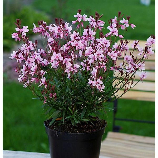 Prachtkerze Crimson Butterflies - Gaura lindheimeri günstig online kaufen