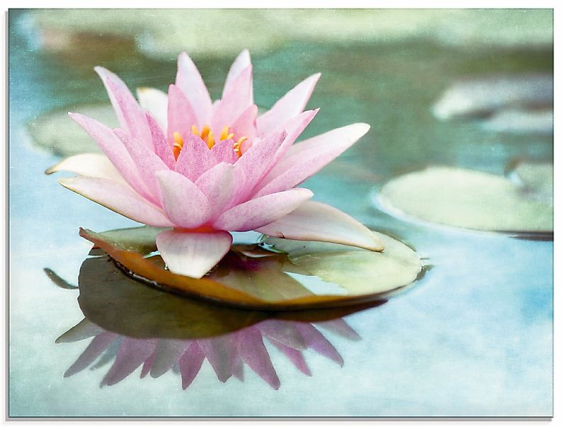 Artland Glasbild "Rosa Seerose" 1 Stk. tlg. in verschiedenen Größen günstig online kaufen