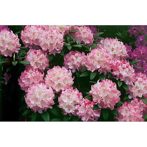 Rhododendron Insigne Immergrün 100–120 cm günstig online kaufen