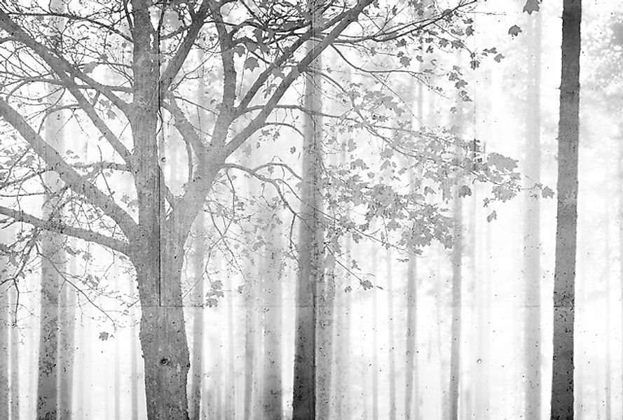 Architects Paper Fototapete »Atelier 47 Edge 2« Wald glatt Wald Fototapete günstig online kaufen