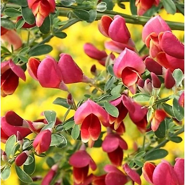 Hochstamm Schmuckginster Burkwood 60-80cm - Cytisus scoparius günstig online kaufen