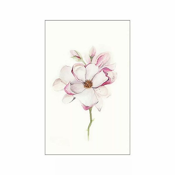 Komar Poster Magnolia Blossom Magnolie B/L: ca. 50x70 cm günstig online kaufen