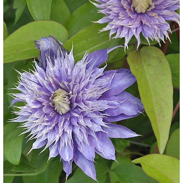 Waldrebe Kokonoe 40-60cm - Clematis viticella günstig online kaufen