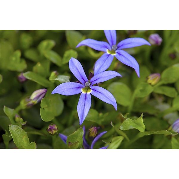 Pratia Pedunculata Blaukissen Ca. 9x9 cm Topf Bodendeckend günstig online kaufen