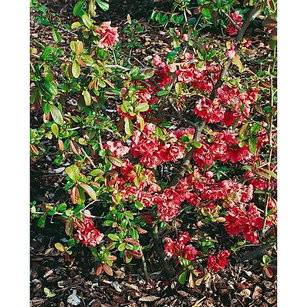 Chaenomeles Speciosa Zierquitte Hot Fire 40-60 cm günstig online kaufen