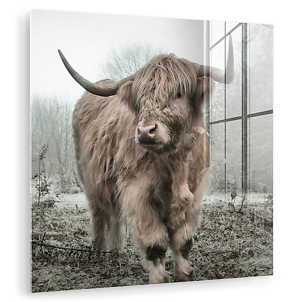 MuchoWow Acrylglasbild Schottische Highlander - Natur günstig online kaufen