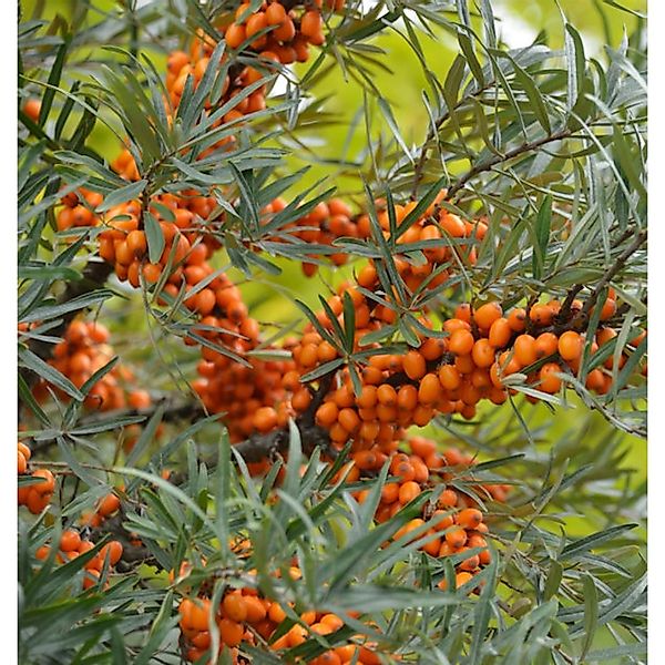 Weiblicher Sanddorn Leikora 100-125cm - Hippophae rhamnoides günstig online kaufen