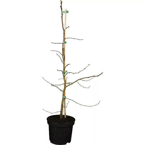 Hainbuche Grün Höhe ca. 60 - 80 cm Topf ca. 3 l Carpinus betulus günstig online kaufen