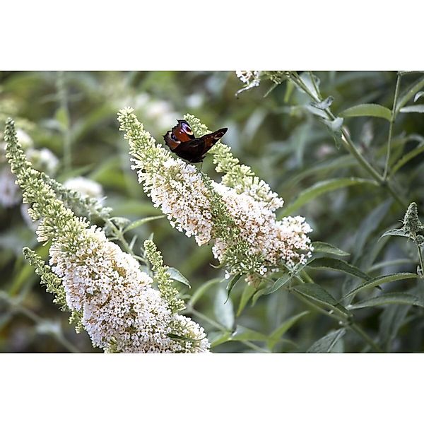 Buddleja Schmetterlingsstrauch White Profusion 80-100 cm günstig online kaufen