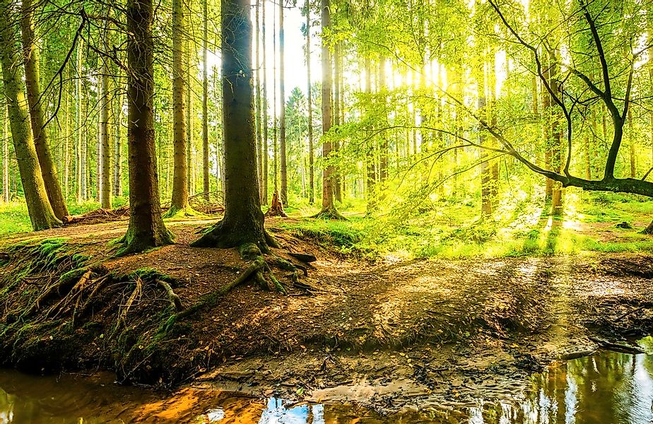 Papermoon Fototapete "WALD IM FRÜHLING SONNENLICHT" günstig online kaufen