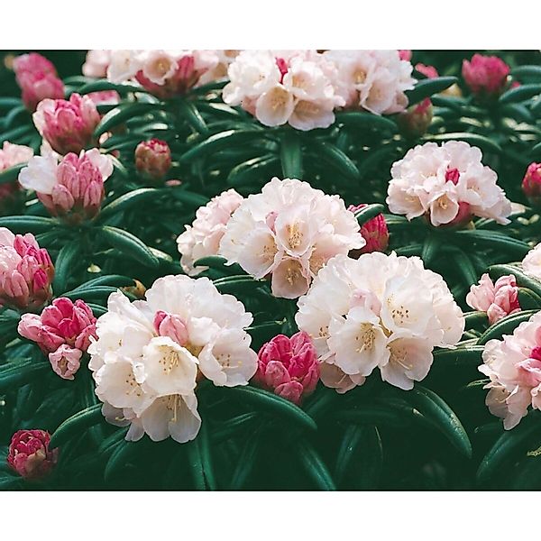 Rhododendron Yakushimanum Best Late Rosa Blüten 25–30 cm günstig online kaufen