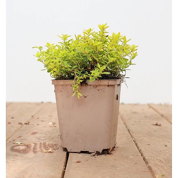 Thymus X Citriodorus Golden Dwarf Zitronenthymian Ca. 9x9 cm Topf günstig online kaufen