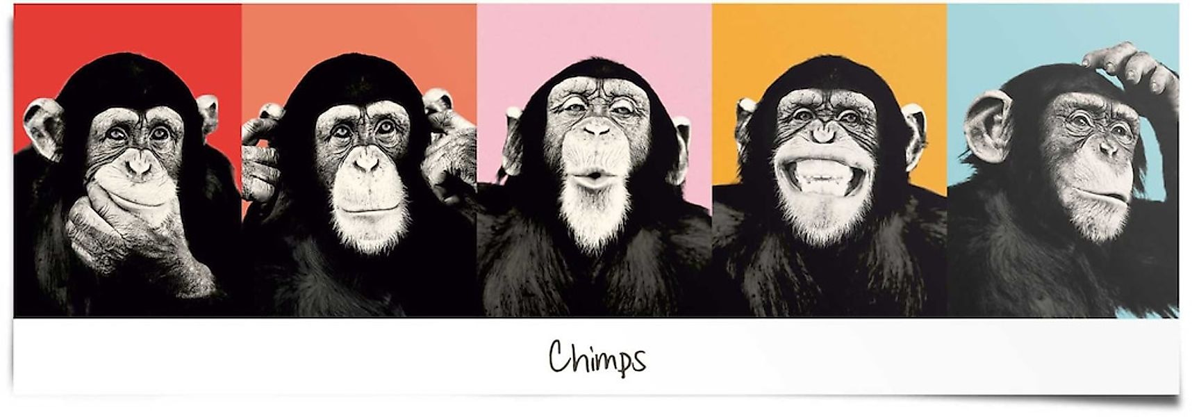 Reinders Poster "Schimpanse Pop", (1 St.) günstig online kaufen