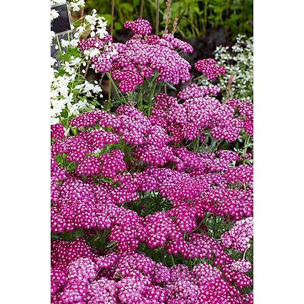 Achillea Millefolium Sammetriese Schafgarbe Ca. 9x9 cm Topf günstig online kaufen